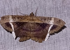 Hemeroblemma mexicana