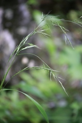 Bromus benekenii
