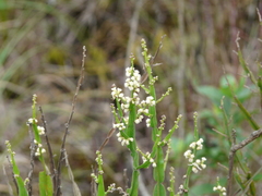 Baccharis reticulata