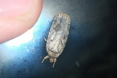 Agonopterix ocellana