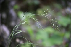 Bromus benekenii
