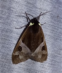 Dysschema marginalis