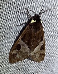 Dysschema marginalis