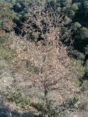 Quercus × cerrioides