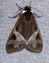 Dysschema marginalis