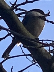 Poecile rufescens