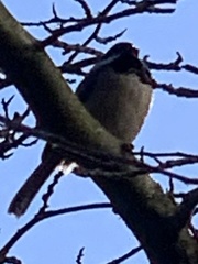 Poecile rufescens
