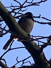 Poecile rufescens