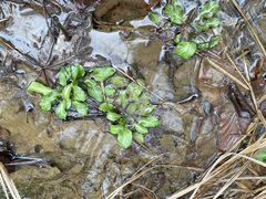 Micranthes micranthidifolia
