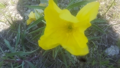 Oenothera macrocarpa