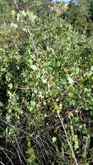 Ribes aureum gracillimum