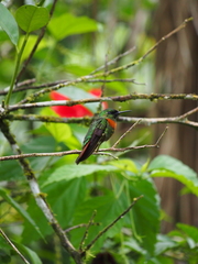 Heliodoxa aurescens