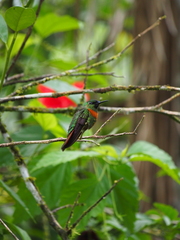 Heliodoxa aurescens