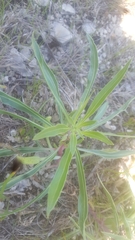 Oenothera macrocarpa