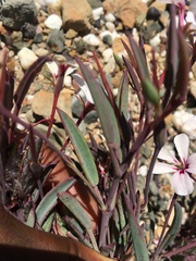 Pelargonium lanceolatum