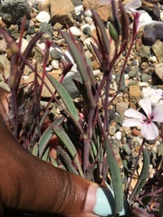 Pelargonium lanceolatum