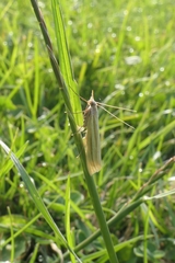 Orocrambus lewisi