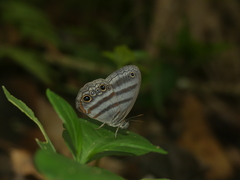 Magneuptychia fugitiva