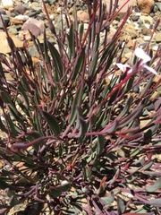 Pelargonium lanceolatum