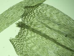 Brachythecium acuminatum