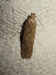 Bryotropha