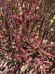 Pelargonium lanceolatum
