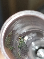 Pseudomallada subcostalis