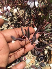 Pelargonium lanceolatum