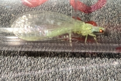 Pseudomallada subcostalis