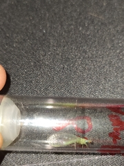 Pseudomallada subcostalis