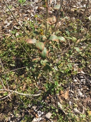 Crataegus aestivalis