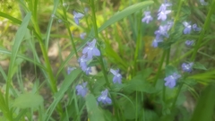 Lobelia spicata