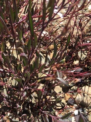 Pelargonium lanceolatum