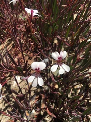 Pelargonium lanceolatum