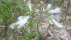 Penstemon tenuiflorus