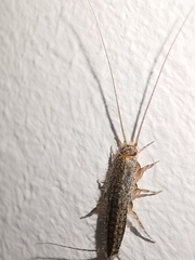 Ctenolepisma lineatum