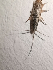 Ctenolepisma lineatum