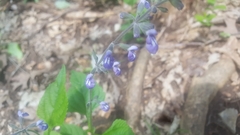 Salvia urticifolia