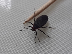 Jadera parapectoralis