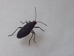 Jadera parapectoralis