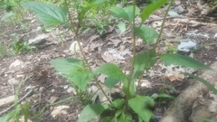 Salvia urticifolia