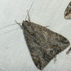 Melipotis jucunda