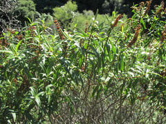 Veronica strictissima
