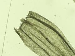 Brachythecium campestre