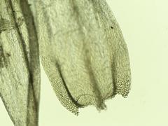 Brachythecium campestre