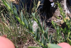 Lobostemon hottentoticus