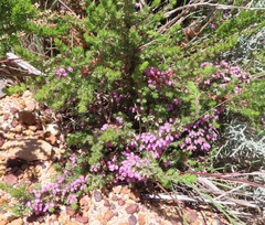 Erica hirtiflora