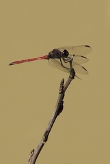 Orthemis ambinigra