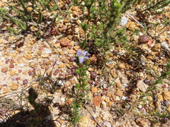 Wahlenbergia subulata