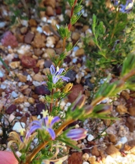 Wahlenbergia subulata